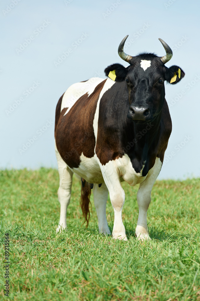 White black milch cow on green grass pasture