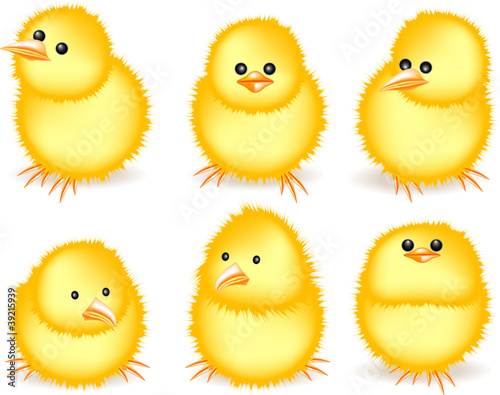 Yellow chicks, cute vector