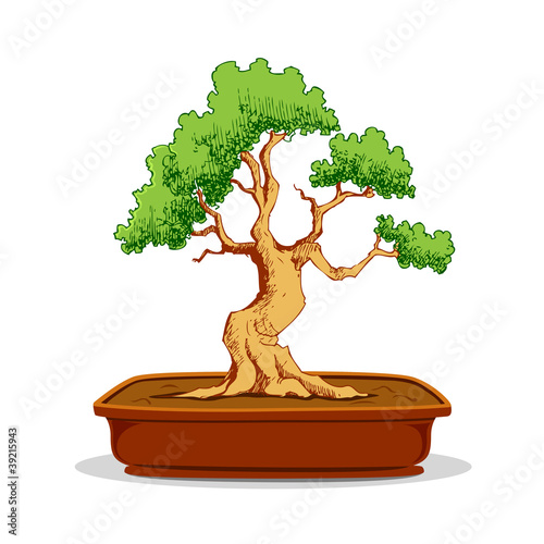 Bonsai Tree