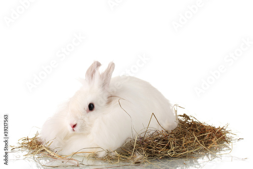 Fluffy white rabbit in a haystack isolated on white © Africa Studio