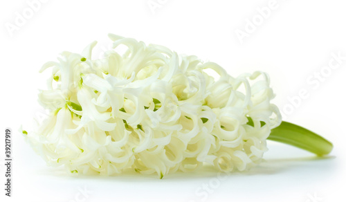 beautiful white hyacinth isolated on white © Africa Studio