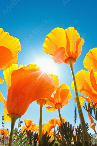 Fototapeta Naklejka Na Ścianę i Meble -  Beautiful Spring Flowers