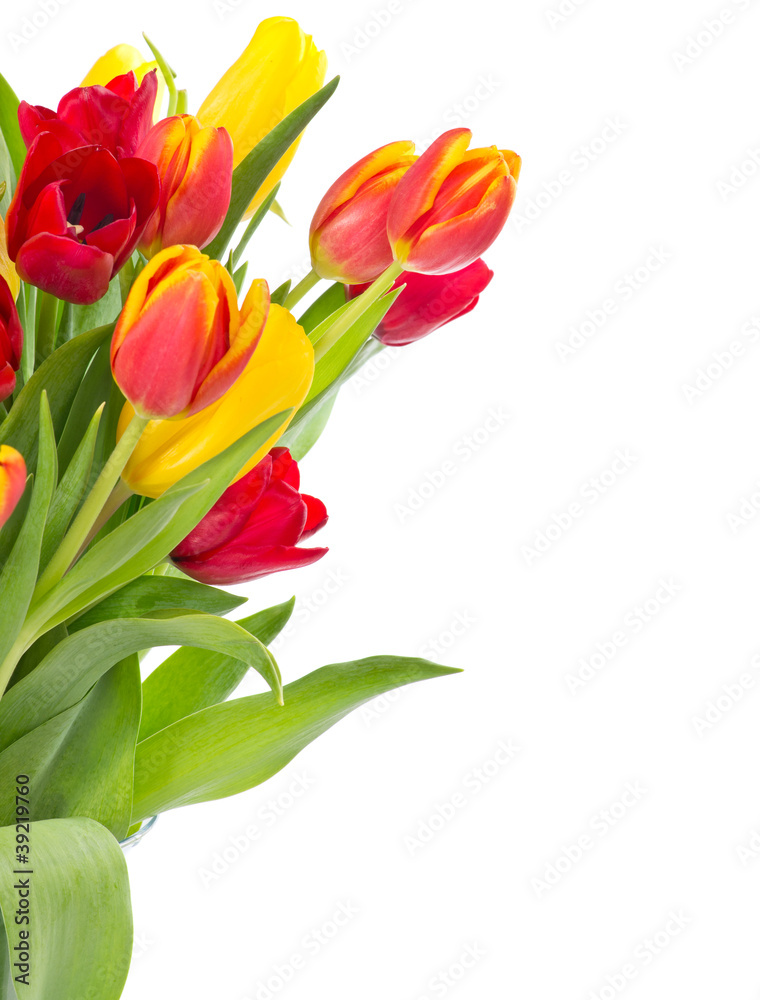 Tulips isolated on white background Tulips isolated on white background