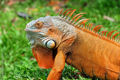 Iguana