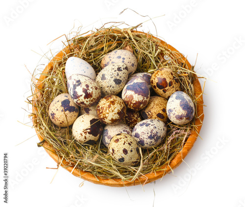 quail eggs in nest isolated on white