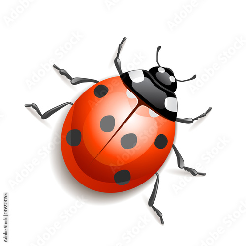 Ladybird