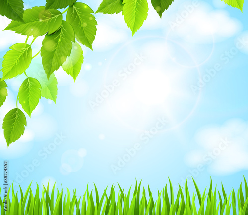 branch with green leaves hanging above the glade