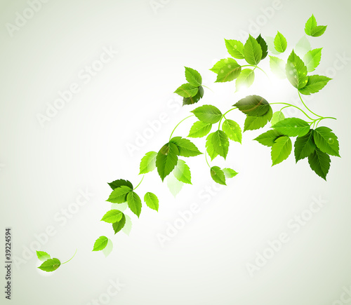 Summer branch with fresh green leaves
