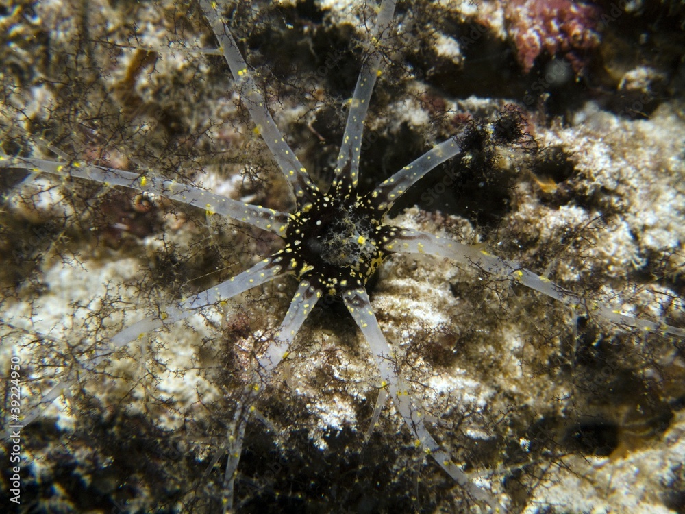 Branching Sea Cucumber - Pentacta sp. Branching Sea Cucumber - Pentacta sp.
