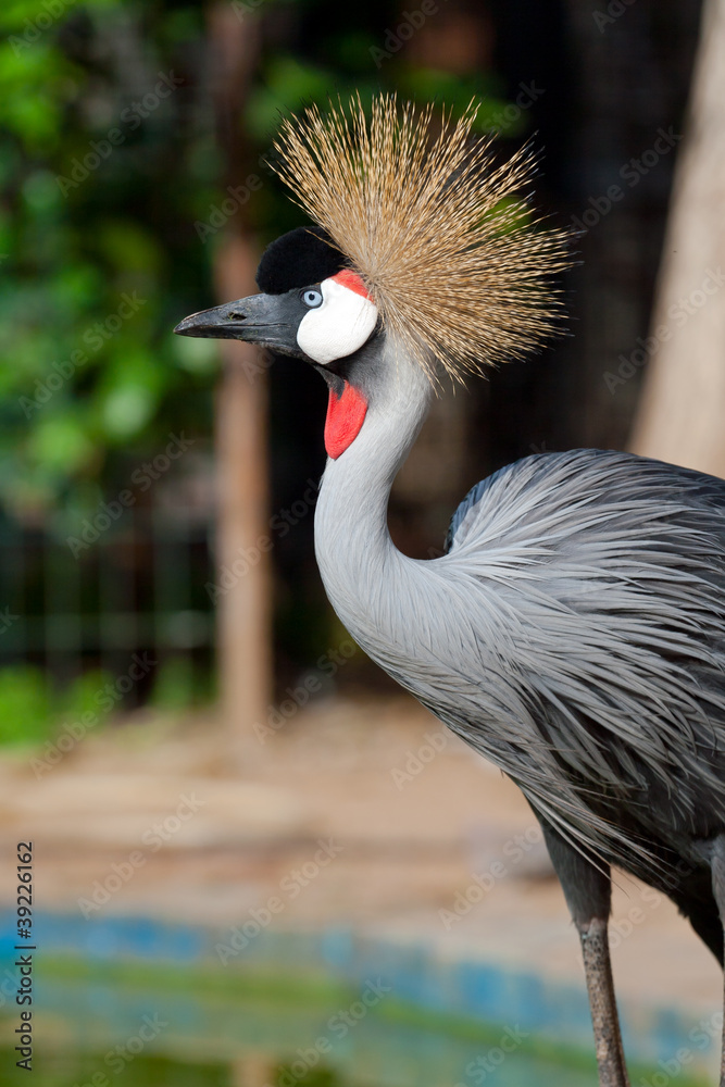Fototapeta premium Crowned crane shows it self in the zoo