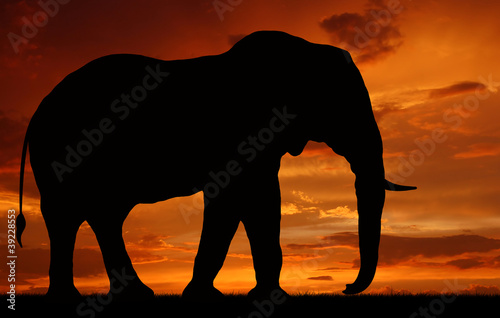 silhouette elephant in the sunset