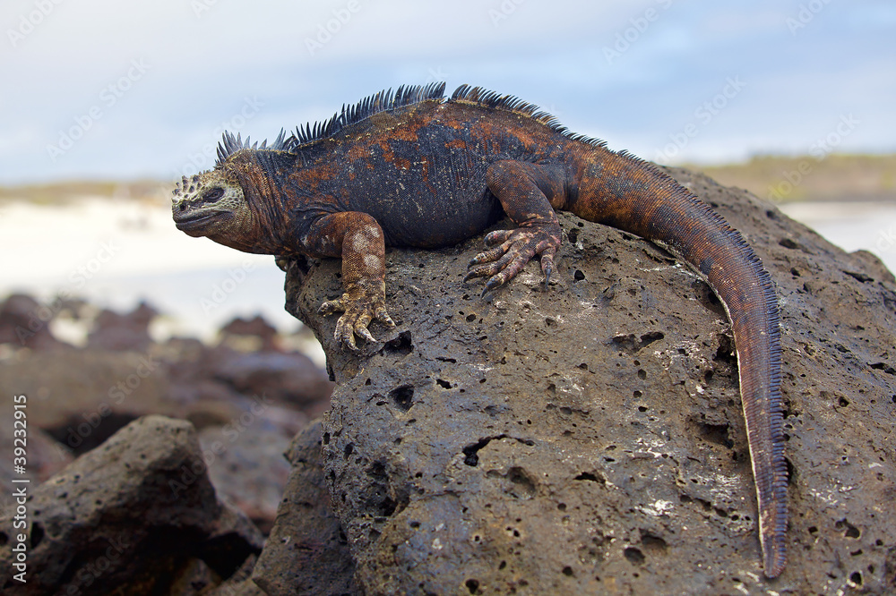 Naklejka premium Legwan morski z Galapagos