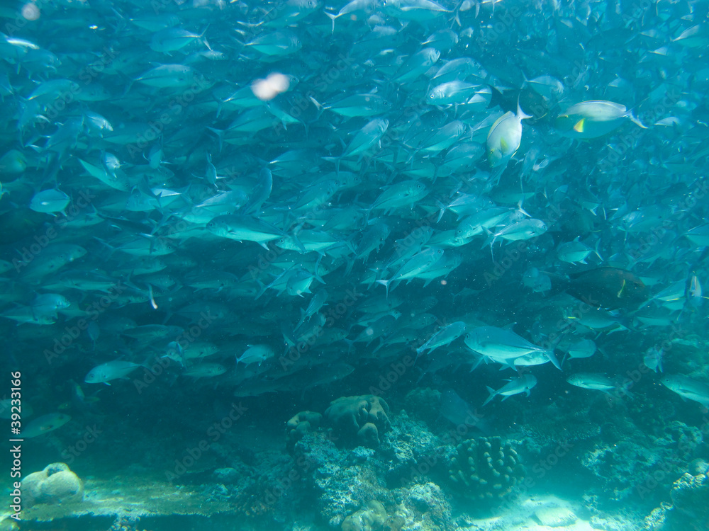 Fototapeta premium huge school of jackfish
