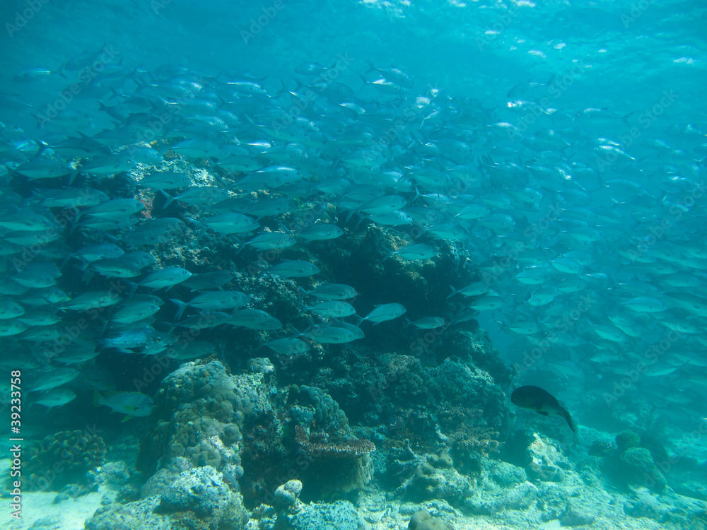 Fototapeta premium huge school of jackfish