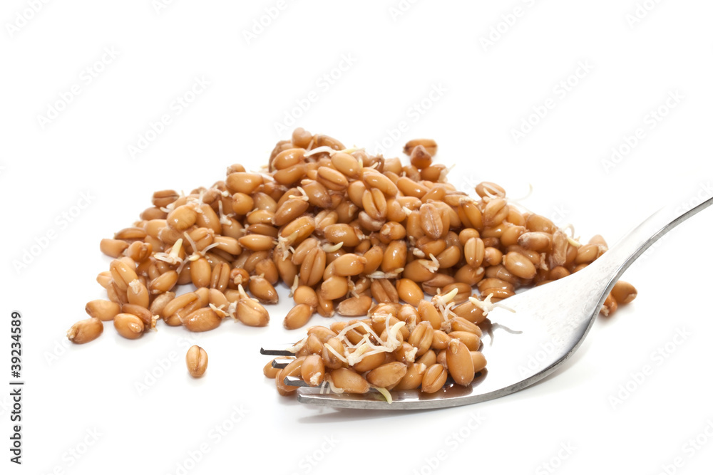 Sprouted wheat grain closeup on white background Sprouted wheat grain closeup on white background