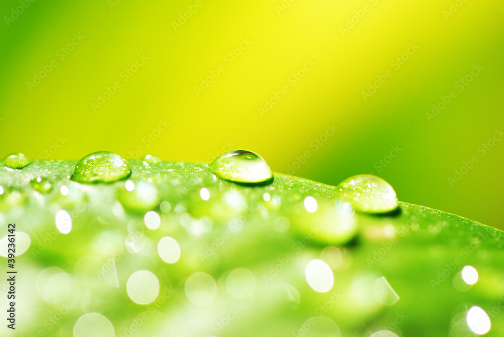 green leaf with water droplets close up