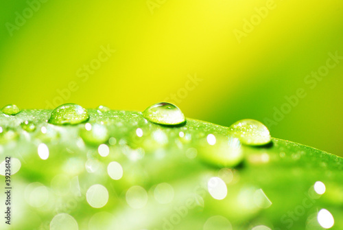 green leaf with water droplets close up
