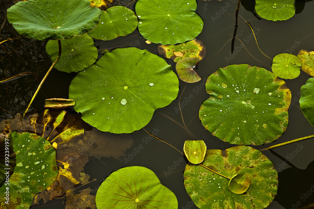Close-up beautiful water lily. Background photo. Close-up beautiful water lily. Background photo.