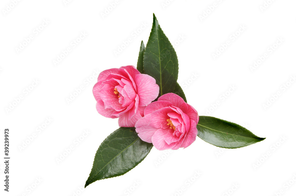 Obraz premium Two camellia flowers