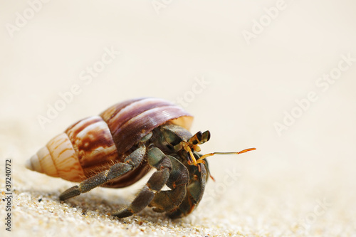Fotografia, Obraz Hermit Crab on a beach