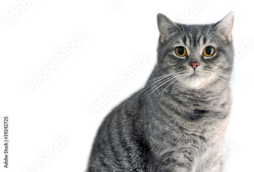 Gray tabby cat. Scottish straight. © Nevada31