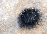 Sea urchin upside down