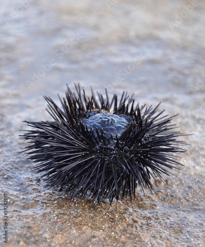 Sea urchin upside down