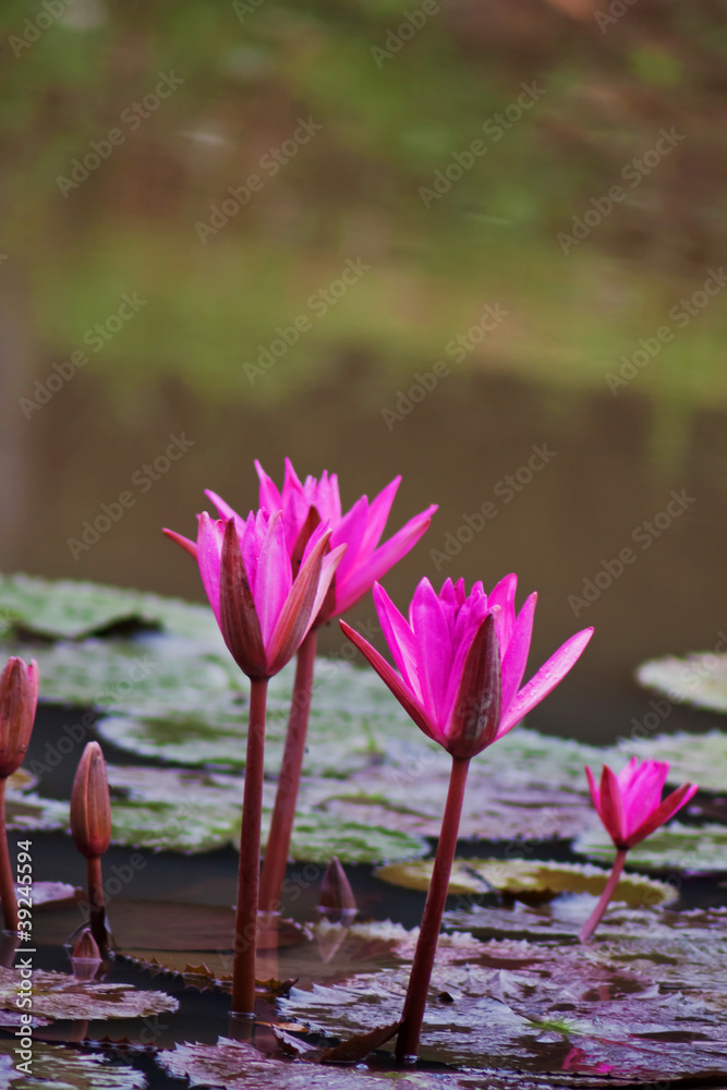 Lotus in the pond.