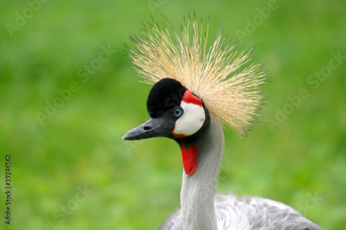 Grey Crowned Crane (Balearica regulorum), nature and wildlife ph