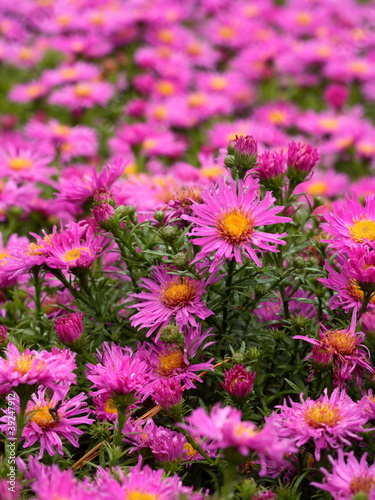 Aster dumosus  Alice Haslam  