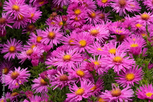 Foto Aster dumosus `Alice Haslam´