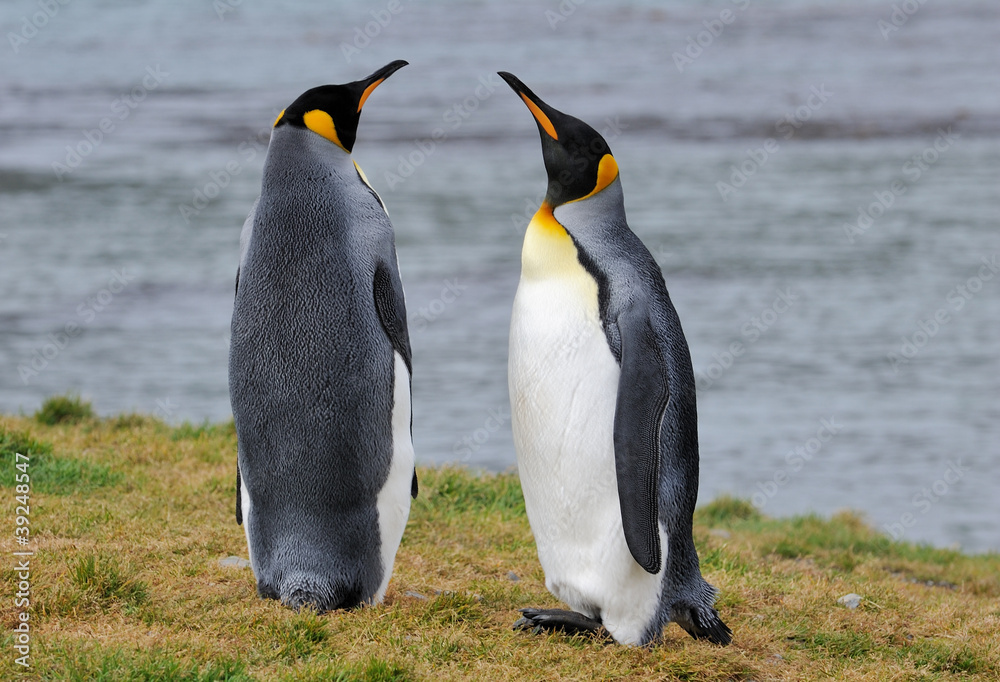 Fototapeta premium Pinguin Gespräch Penguin Talk