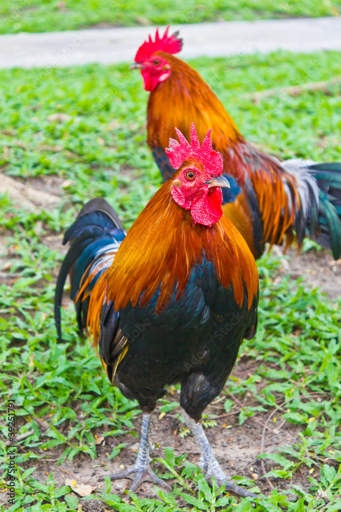 colorfull of the bantam in the green field