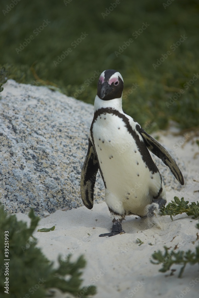 Naklejka premium African Penguin at Boulders Beach, South Africa