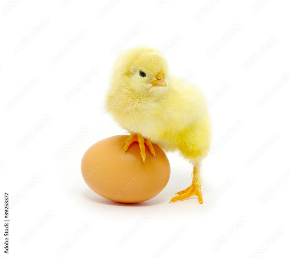 chicken chicken