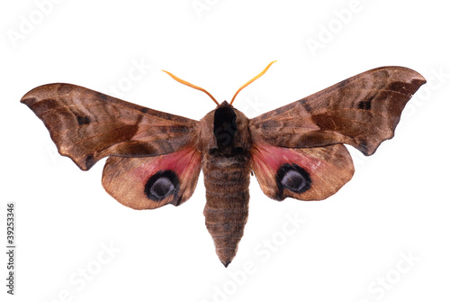 Smerinthus ocellata, the Eyed Hawk-Moth