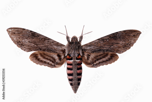 Convolvulus Hawk-moth, Agrius convolvuli photo