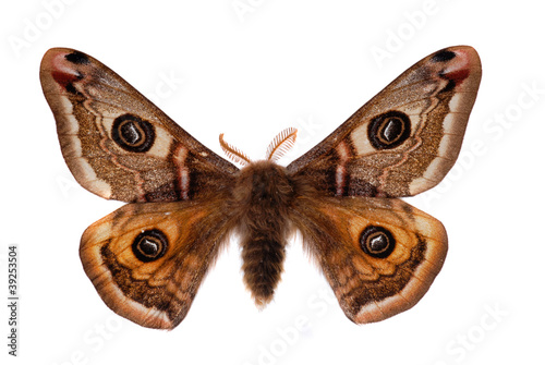 The Small Emperor Moth (Saturnia pavonia) male