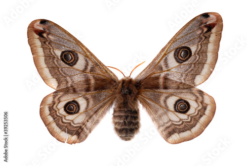 The Small Emperor Moth (Saturnia pavonia) female