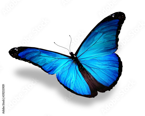 Blue butterfly, isolated on white