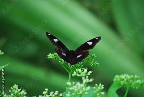 black butterfly © alix18