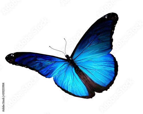 Blue butterfly flying, isolated on white