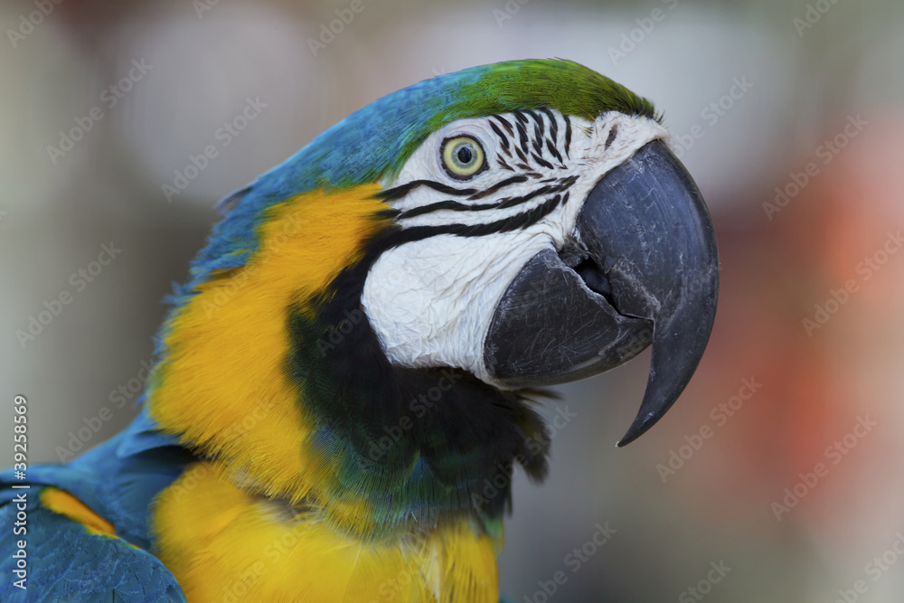Closeup Blue Gold Macaw Parrot Closeup Blue Gold Macaw Parrot