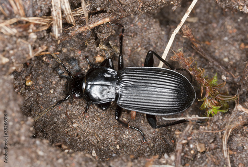 Pterostichus niger, macro photo photo
