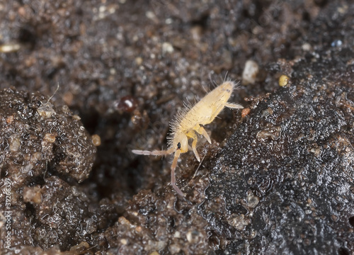 Springtail on soil, extreme close-up