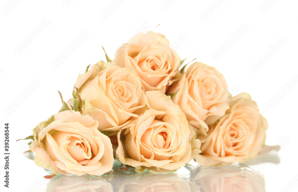 Many roses on white background Many roses on white background