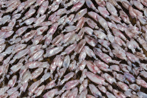 Drying squids