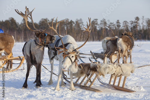 Reindeers in harness