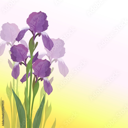 Flower background  iris