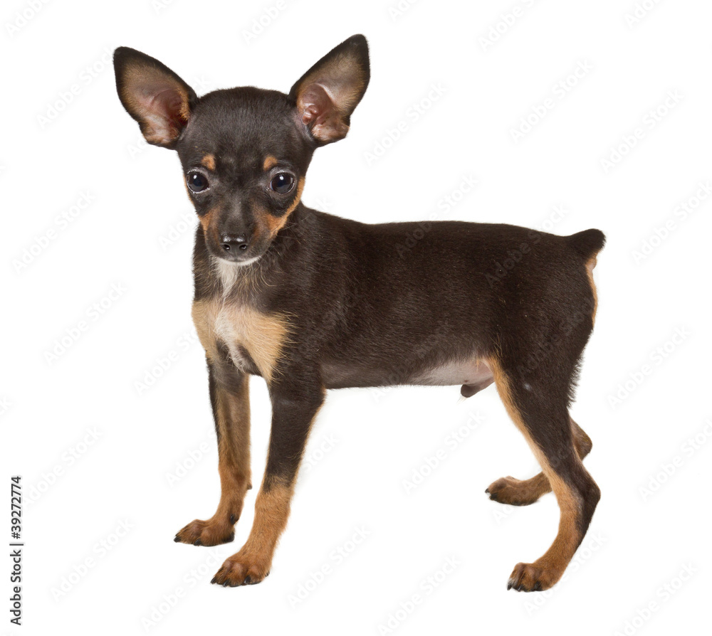 Russian toy terrier, isolated on a white background